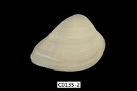 藏品(臺灣歪簾蛤)的圖片